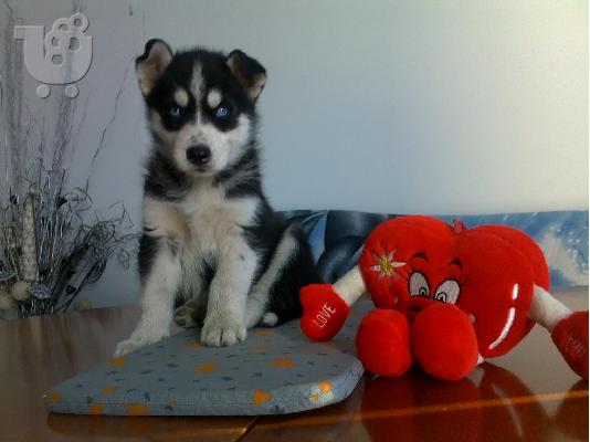 Kαλή τιμή!!!.Πουλάω όμορφα κουτάβια ράτσα SIBERIAN HUSKY - Σιβηριανος Χασκι -220 euro...
